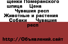 щенки Померанского шпица  › Цена ­ 3 000 - Чувашия респ. Животные и растения » Собаки   . Чувашия респ.